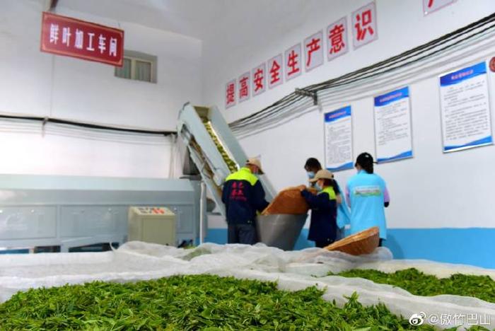 陕西蜡烛山富硒茶(蜡烛山富硒茶价格)-硒宝网