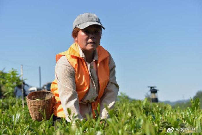 陕西蜡烛山富硒茶(蜡烛山富硒茶价格)-硒宝网