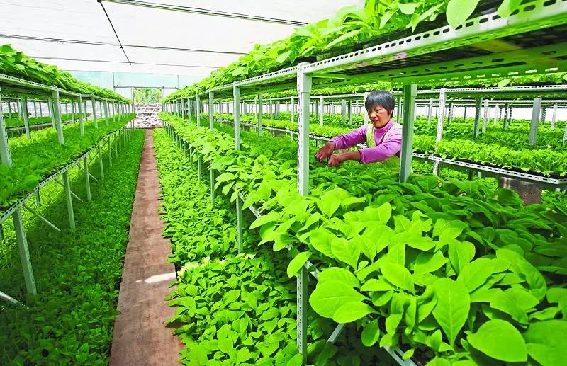 恩施哪里有富硒茶(恩施富硒茶口感如何)-硒宝网