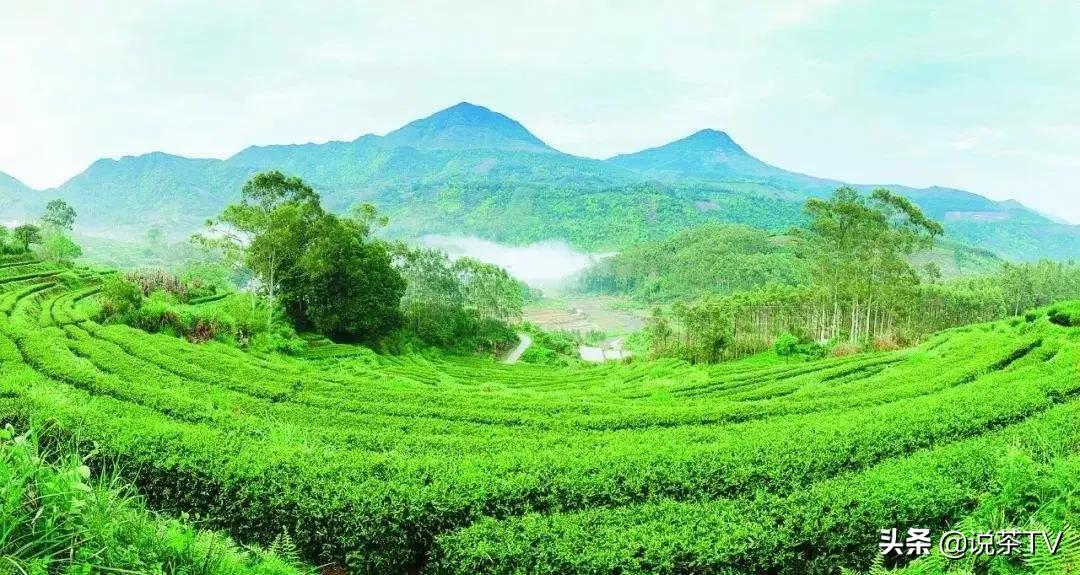 云霄富硒黄观音茶（恩施玉露富硒茶）-硒宝网