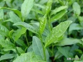 云霄富硒黄观音茶（恩施玉露富硒茶）-硒宝网