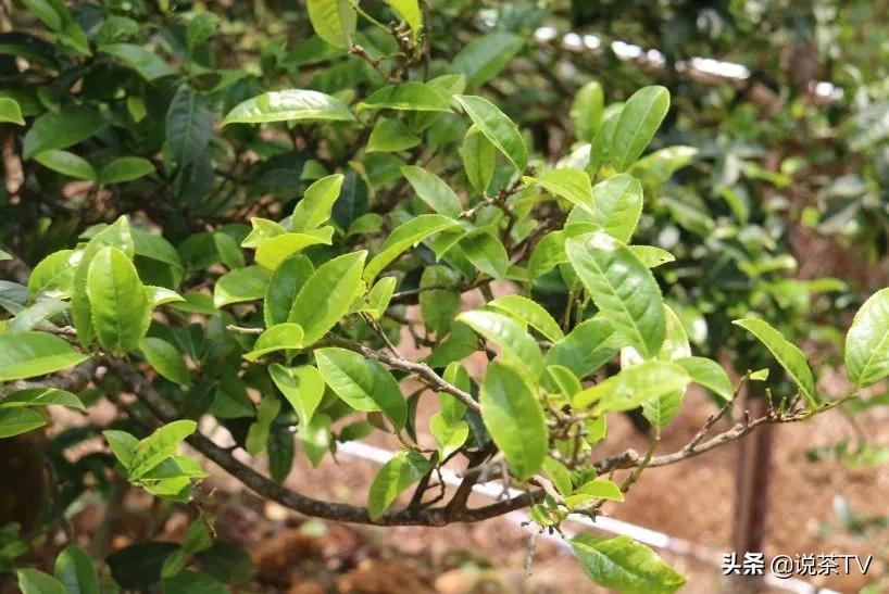 云霄富硒黄观音茶（恩施玉露富硒茶）-硒宝网