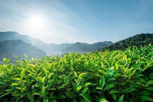 富硒茶作用和功效(富硒茶的功效)-硒宝网