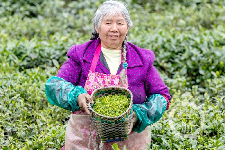 紫阳富硒茶的感想(紫阳富硒茶朋友圈文案)-硒宝网