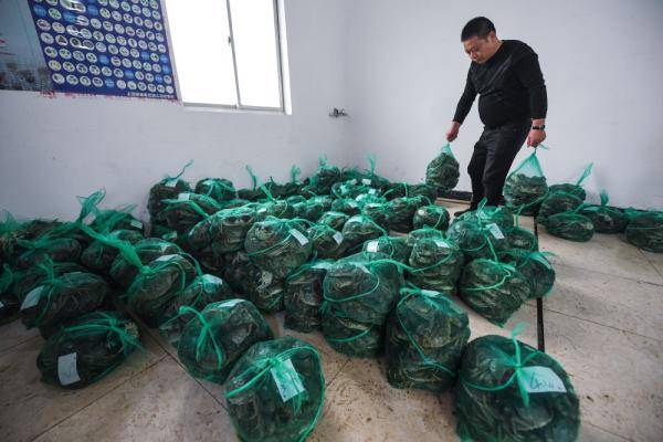 广西富硒茶饼价格(富硒茶庄)-硒宝网