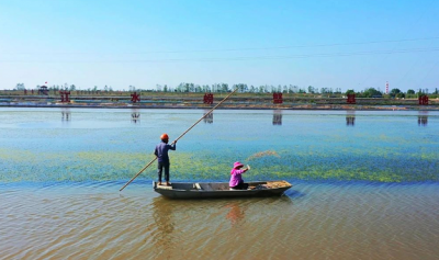 广西富硒茶饼价格(富硒茶庄)-硒宝网