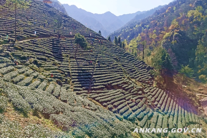 质量好安康富硒茶（安康富硒茶多少钱一斤）-硒宝网