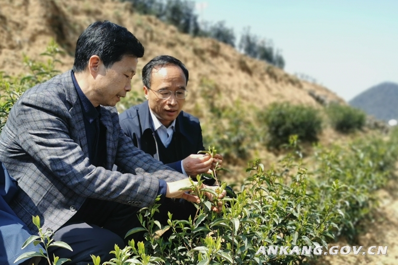 质量好安康富硒茶（安康富硒茶多少钱一斤）-硒宝网