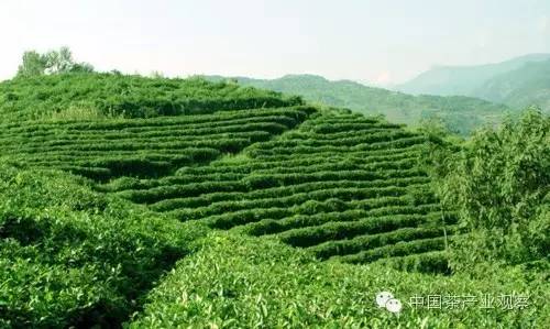 紫阳富硒茶的属性(紫阳富硒茶中的硒是什么)-硒宝网