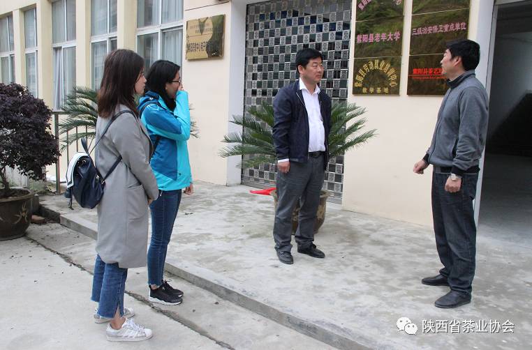 紫阳富硒茶苗种植（紫阳富硒茶核心产区）-硒宝网