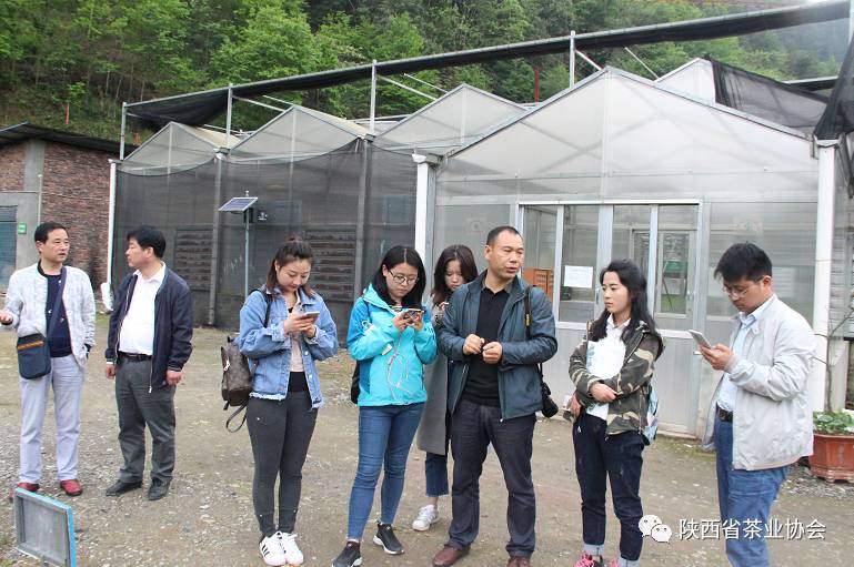 紫阳富硒茶苗种植（紫阳富硒茶核心产区）-硒宝网