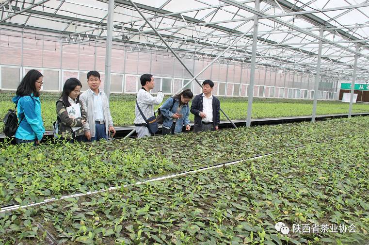 紫阳富硒茶苗种植（紫阳富硒茶核心产区）-硒宝网