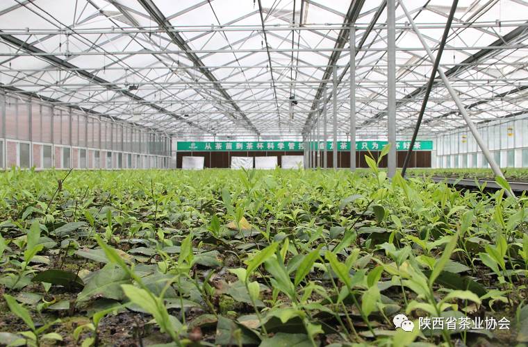 紫阳富硒茶苗种植（紫阳富硒茶核心产区）-硒宝网