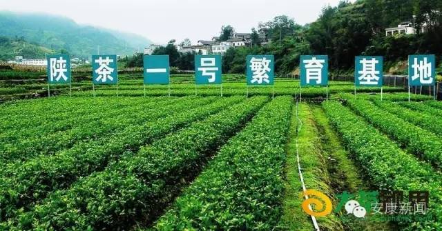 哪里买安全富硒茶（富硒茶产品的市场分析）-硒宝网