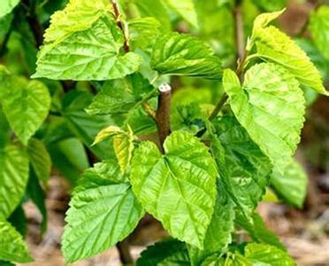 富硒桑叶茶的吃法(桑叶茶吃了有什么好处)-硒宝网