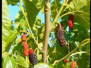 富硒桑叶茶的吃法(桑叶茶吃了有什么好处)-硒宝网