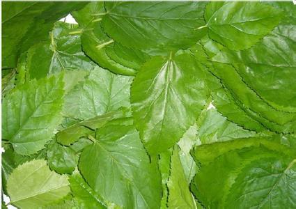 富硒桑叶茶的吃法(桑叶茶吃了有什么好处)-硒宝网