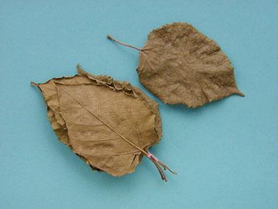 富硒桑叶茶的吃法(桑叶茶吃了有什么好处)-硒宝网