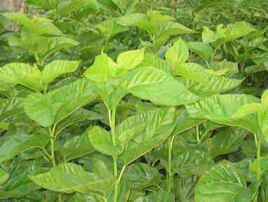 富硒桑叶茶的吃法(桑叶茶吃了有什么好处)-硒宝网