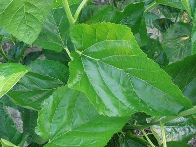 富硒桑叶茶的吃法(桑叶茶吃了有什么好处)-硒宝网