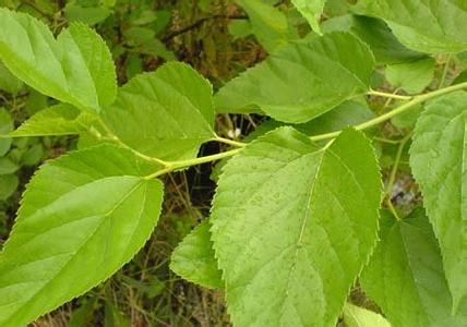 富硒桑叶茶的吃法(桑叶茶吃了有什么好处)-硒宝网