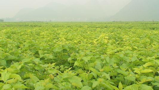 富硒桑叶茶的吃法(桑叶茶吃了有什么好处)-硒宝网