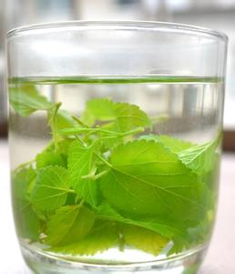 富硒桑叶茶的吃法(桑叶茶吃了有什么好处)-硒宝网