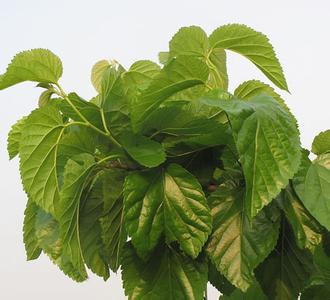 富硒桑叶茶的吃法(桑叶茶吃了有什么好处)-硒宝网