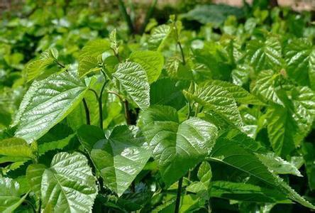富硒桑叶茶的吃法(桑叶茶吃了有什么好处)-硒宝网