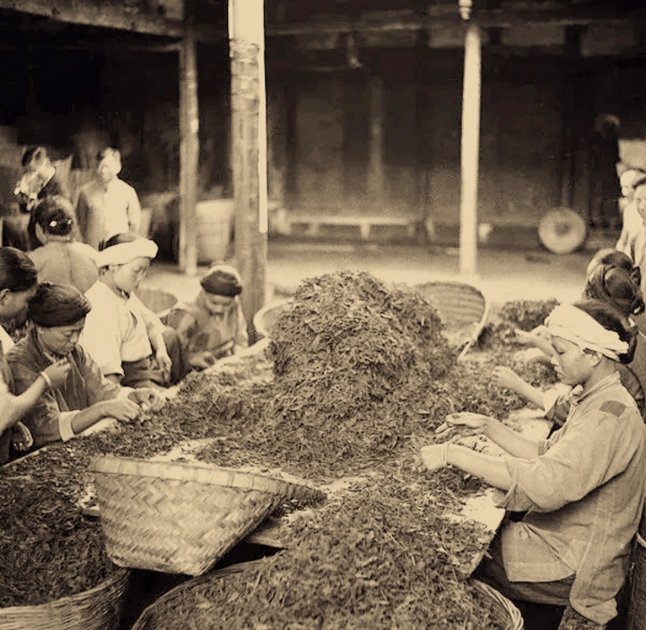 莓茶哪个部分富硒(富硒莓茶的功效与作用)-硒宝网