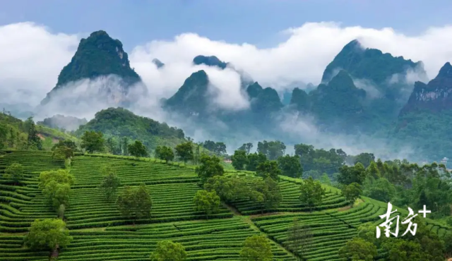 东莞富硒健康茶饮（富硒茶饮料）-硒宝网
