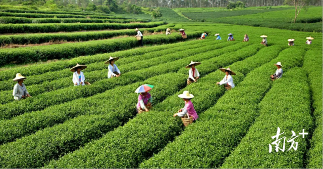 东莞富硒健康茶饮（富硒茶饮料）-硒宝网