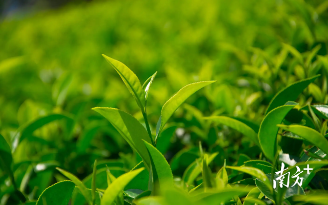 东莞富硒健康茶饮（富硒茶饮料）-硒宝网