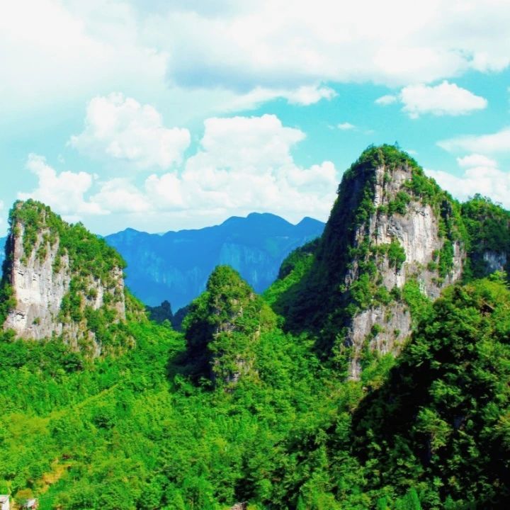 台州恩施富硒藤茶(土家富硒藤茶)-硒宝网