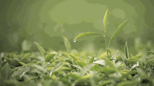 台州恩施富硒藤茶(土家富硒藤茶)-硒宝网