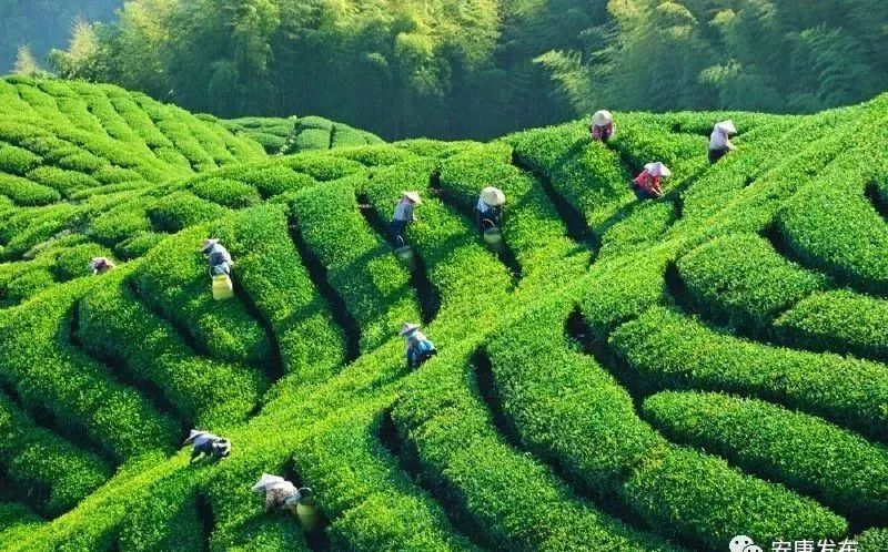 富硒茶是什么味道（富硒茶的味道）-硒宝网