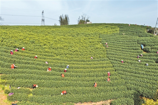 苏州有名的富硒茶(富硒茶庄)-硒宝网