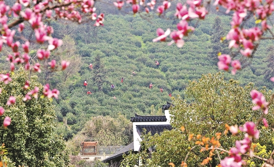 苏州有名的富硒茶(富硒茶庄)-硒宝网
