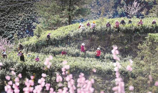 苏州有名的富硒茶(富硒茶庄)-硒宝网