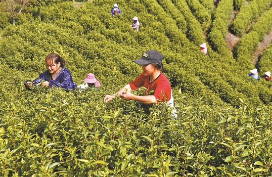 苏州有名的富硒茶(富硒茶庄)-硒宝网