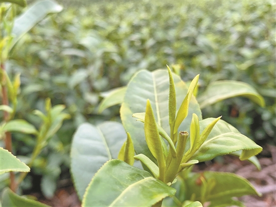 苏州有名的富硒茶(富硒茶庄)-硒宝网