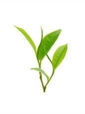 恩施富硒是哪种茶（恩施富硒茶种类）-硒宝网