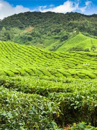 恩施富硒是哪种茶（恩施富硒茶种类）-硒宝网