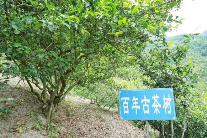 安康南宫山富硒茶（安康富硒茶园）-硒宝网