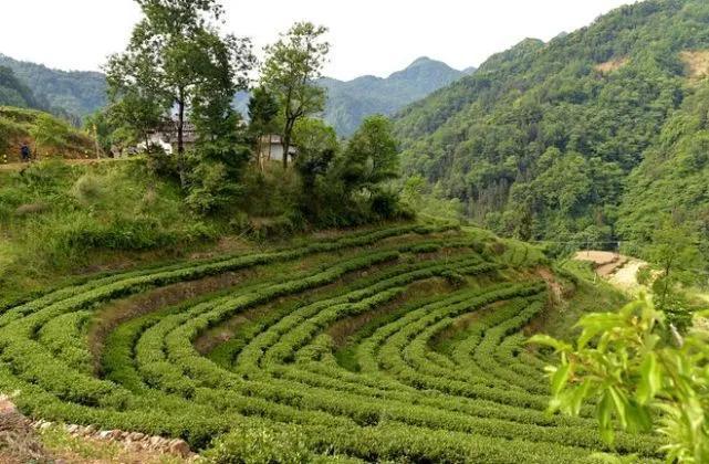 安康南宫山富硒茶（安康富硒茶园）-硒宝网