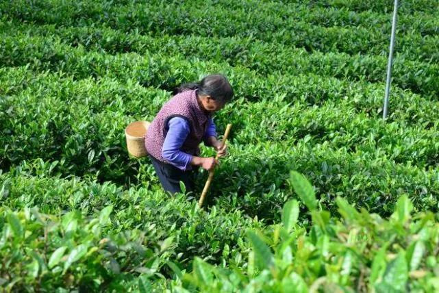 安康南宫山富硒茶（安康富硒茶园）-硒宝网