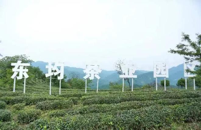 安康南宫山富硒茶（安康富硒茶园）-硒宝网