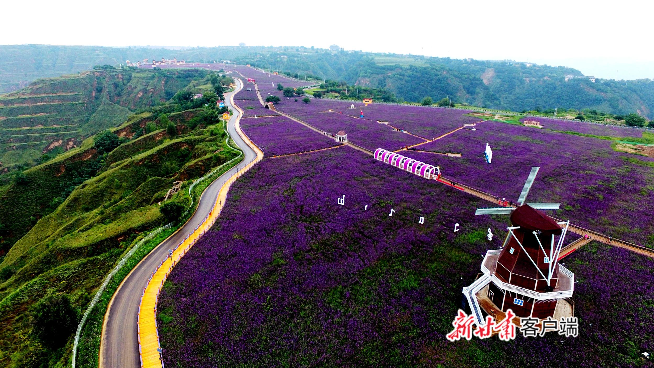 紫阳富硒茶传承人（紫阳富硒茶焕古茶价格）-硒宝网