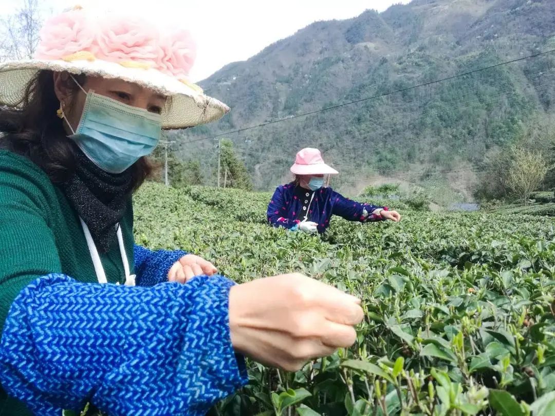 哪里买安全富硒茶（茶买富硒安全么）-硒宝网