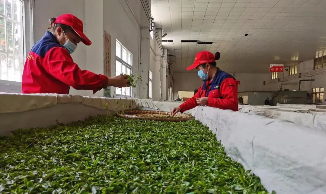 哪里买安全富硒茶（茶买富硒安全么）-硒宝网